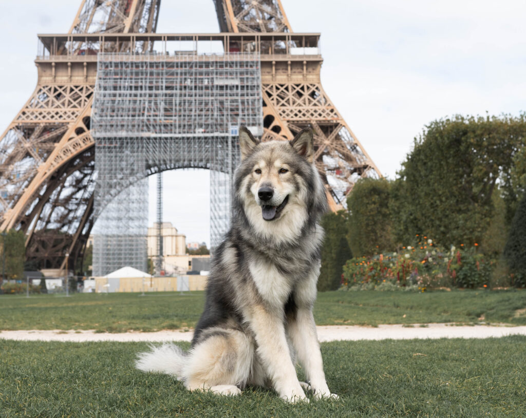 Paris mit Hund vor dem Eiffelturm
