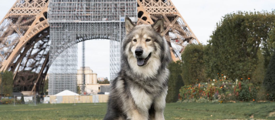 Paris mit Hund vor dem Eiffelturm